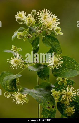 Traveller es Freude oder alten Mannes Bart Clematis Vitalba blüht Dorset Stockfoto