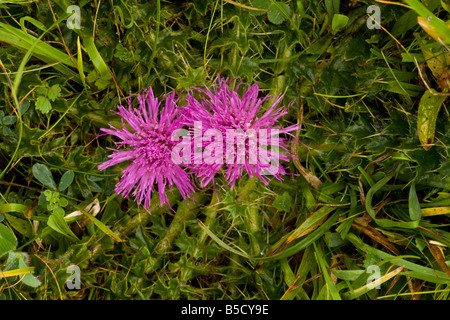 Zwerg-Distel Cirsium Acaule in Blüte auf Kalkstein Grünland Dorset Stockfoto