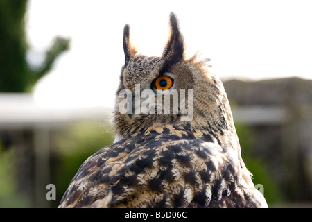 Ein Uhu sitzt auf einem trockenmauern Wand. Stockfoto