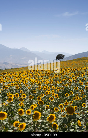 Sonnenblumen, in der Nähe von Ronda, Andalusien, Spanien, Europa Stockfoto