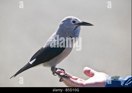 Clarks Nussknacker Vogel sitzt auf einem mans Hand Stockfoto