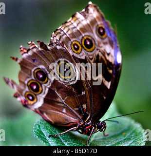 Gemeinsamen Blue Morpho Morpho Peleides auf grünes Blatt mit Flügeln Stockfoto
