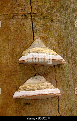Zündstoff Fomentarius - Zunder Pilzen wächst auf einem abgestorbenen Baum. Stockfoto