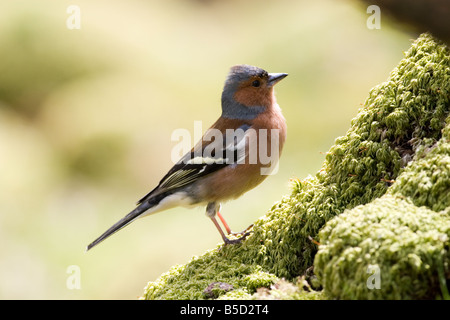 Buchfink - Fringilla coelebs Stockfoto