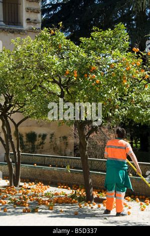Gardners entfernen Reife Orangen von Bäumen in den Gärten des Real Alcazar, Santa Cruz Viertel, Sevilla, Andalusien, Spanien Stockfoto