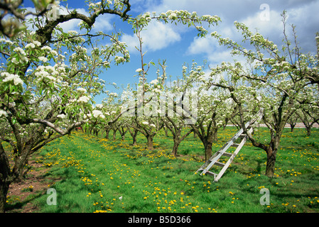 Birne Blüte im Obstgarten, Holt Flotte, Worcestershire, England, Europa Stockfoto