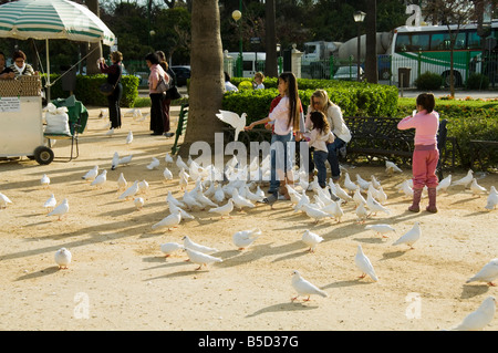 Tauben am Plaza de America, Parque Maria Luisa, Sevilla, Andalusien, Spanien, Europa Stockfoto