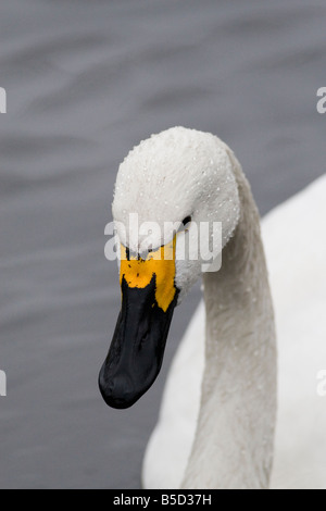 Bewick Schwan - Cygnus columbianus Stockfoto