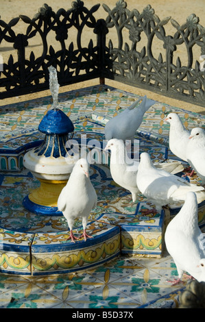 Tauben am Plaza de America, Parque Maria Luisa, Sevilla, Andalusien, Spanien, Europa Stockfoto
