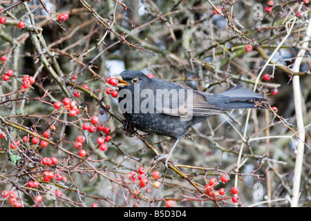 Amsel - Turdus Merula - rote Beeren essen Stockfoto