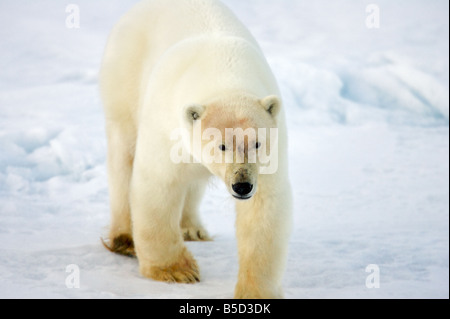 Eisbär auf Packeis roaming Stockfoto