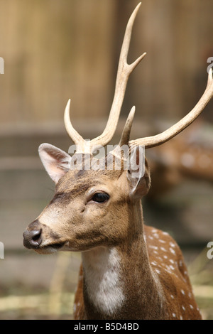 Ein schönes Reh im National Zoo Kuala Lumpur Stockfoto