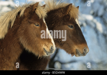 Isländische Pferd (Equus Caballus), Mantel zwei Individuen im Winter auf einer Wiese Stockfoto