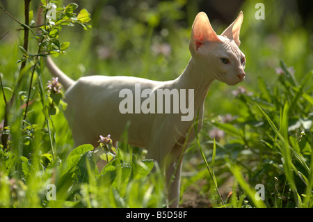 Inländische Katze (Felis Catus, Felis Silvestris) Rasse Don Sphynx Don Hairless Erwachsenen stehen auf einer blühenden Wiese Stockfoto