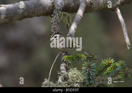 Golden-gekrönter Goldhähnchen Regulus Satrapa gehockt Nadelbaum Niederlassung im Botanical Beach Port Renfrew Vancouver Island BC im Mai Stockfoto