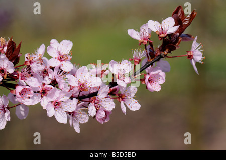 Kirschpflaume (Prunus Cerasifera Nigra) Blühender Zweig Stockfoto