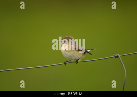 Juvenile Red-breasted Fliegenschnäpper (Ficedula Parva) bei Sumburgh, Shetland, Schottland Stockfoto