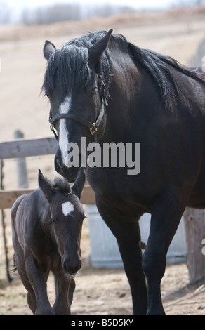 Percheron Stute mit Fohlen an ihrer Seite stehen in einer Scheune Hof. Stockfoto