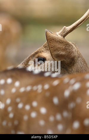 Ein schönes Reh im National Zoo Kuala Lumpur Stockfoto