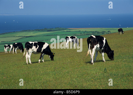 Kühe in einem Feld, Isle of Purbeck, Dorset, England, Europa Stockfoto