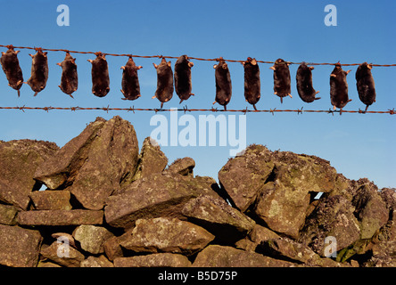 Maulwürfe aufgereiht am Drahtzaun, England, Europa Stockfoto