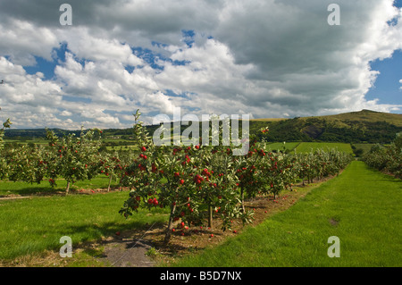 Katy Mostäpfel Thatchers Cider Obstgarten Sandford Somerset England Stockfoto