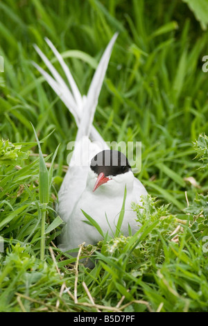 Küstenseeschwalbe - Sterna paradisaea Stockfoto