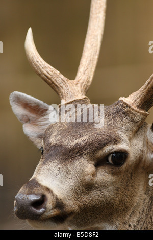 Ein schönes Reh im National Zoo Kuala Lumpur Stockfoto