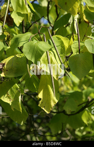 Indische Bean Tree, Catalpa Bignonioides, Catalpa. Süd Ost USA Amerika Stockfoto