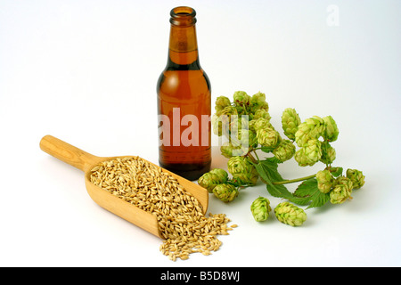 Bier, Gerste und Hopfen der Brauer Stockfoto
