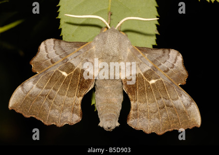 Pappel-Hawk-Moth Stockfoto