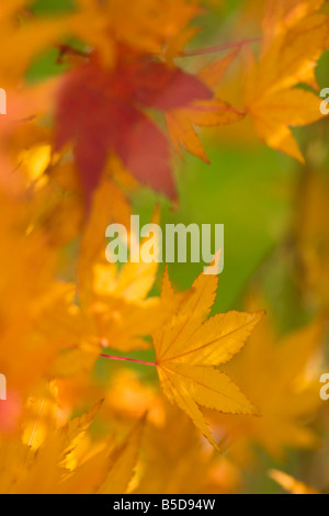 Abstraktes Bild von Acer Blätter und Baum im Herbst, England Stockfoto
