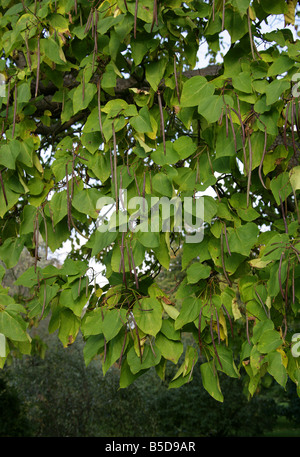 Indische Bean Tree, Catalpa Bignonioides, Catalpa. Süd Ost USA Amerika Stockfoto