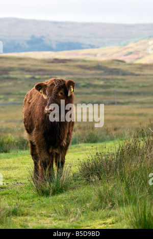 Ein junges braunes Kalb, das im offenen Moor auf der Isle of Mull, Schottland, steht. Stockfoto