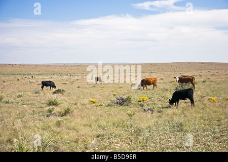 Rinderherde auf Wiese in Arizona, USA Stockfoto