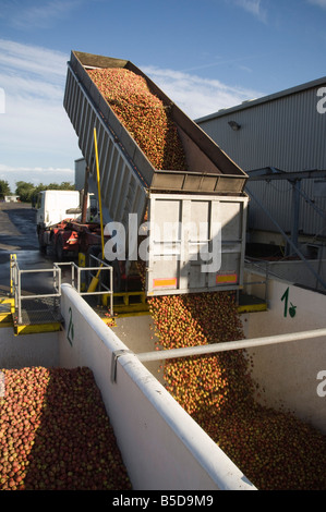 Entladung Anhänger der Maschine geerntet Mostäpfel in Empfang Trichter an Thatchers Cider Obstgarten Sandford Somerset England Stockfoto