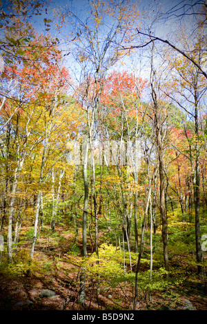 Schöne Herbst Szene mit bunten Bäumen Stockfoto