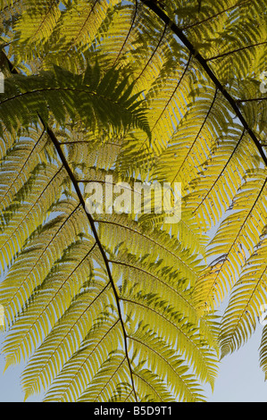 Farn verlassen Stockfoto