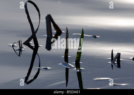 Abstrakte Schilf in der Wintersonne Stockfoto