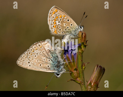 Paarung gemeinsame Blues Polyommatus Icarus auf Chicorée Rumänien Stockfoto