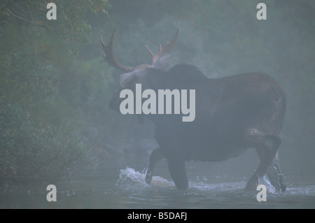 Junger Stier Elch läuft am Rande eines Teiches im Nebel Stockfoto