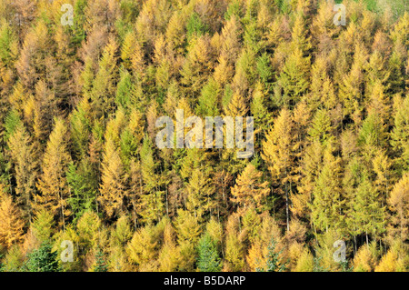 Bunte Lärche Bäume Cambrian Mountains Carmarthenshire Powys, Wales UK Stockfoto