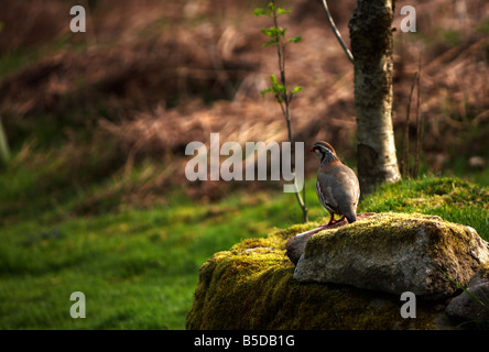 Rote Legged Partridge (Alectoris Rufa) auf Stein auf North Yorkshire Moor Stockfoto