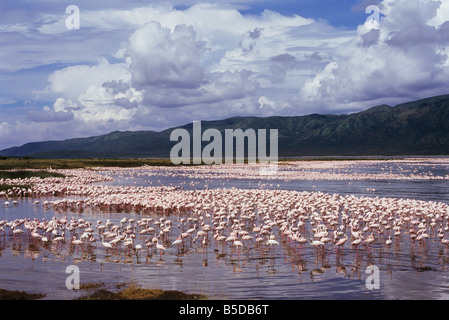 Rote Herde von Flamingo Stockfoto