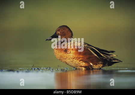 Cinnamon Teal Anas Cyanoptera männlichen Rio Grande Valley Texas USA Stockfoto