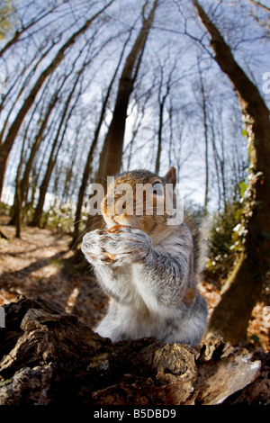 graue Eichhörnchen Essen eine Hazle Nuss Stockfoto