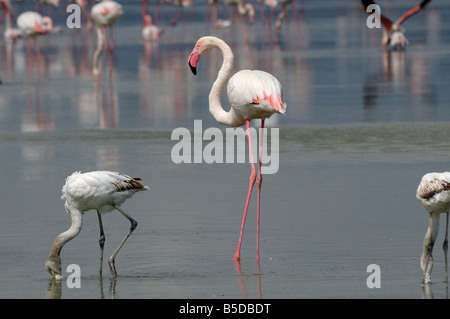 ein Bild von einem mehrere Flamingos in Fuente de Piedra - Spanien Stockfoto