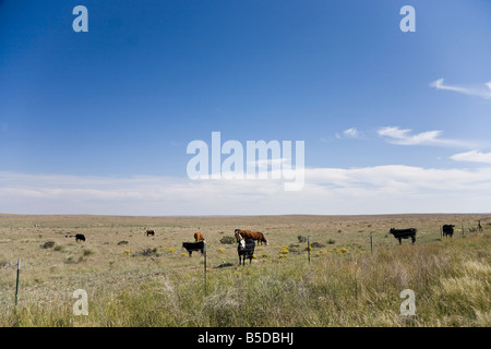 Rinderherde auf Wiese in Arizona, USA Stockfoto