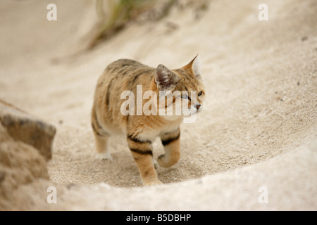 Arabische Sandkatze Felis Margarita Harrisoni gefangen Stockfoto