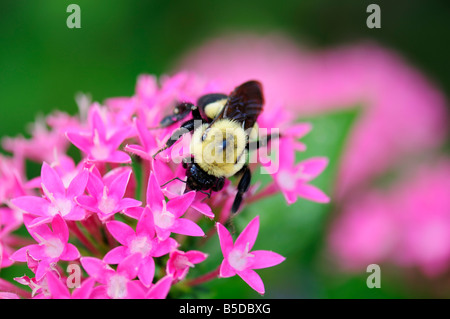 Eine Braungurted Hummel, Bombus griseocollis, ernährt sich vom Nektar der Pentas lanceolata Blüten. Oklahoma, USA. Stockfoto